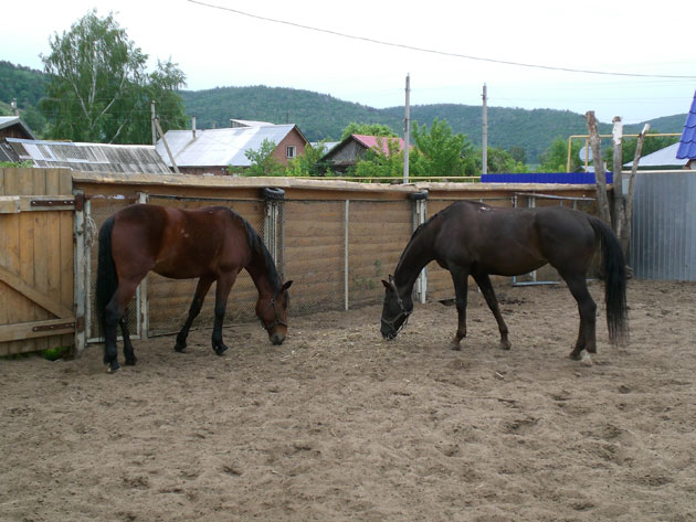 LADA_Granta_TD_horse.jpg