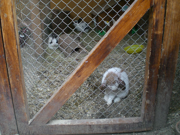 LADA_Granta_TD_zoo4.jpg